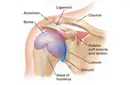 Glenohumeral Eklem Özellikleri ve Faydaları Nelerdir?